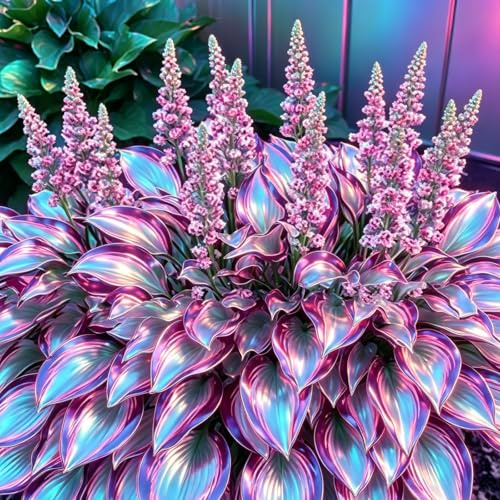 Frosttolerante beständige Edle Hosta, Freilandanzucht von Funkien, Blütenreich, Optimale Gartenunterhaltung, Erstklassige Hosta-8Wurzeln-a