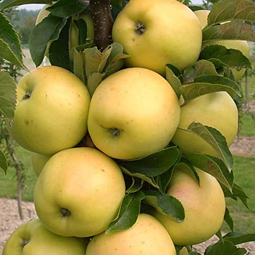 6-10” Tall Golden Sentinel Columnar Apple Tree grafted, Roots Wrapped in Wet Media