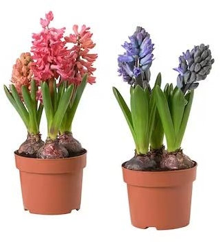 DECOALIVE Duo de Bulbos de Jacinto Flores Hyacinthus Orientalis