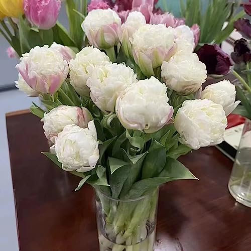 6 Pcs tulpenzwiebeln kaufen - tulpen zwiebeln - blumenzwiebeln mehrjährig winterhart (Tulipa gesneriana) winterharte kübelpflanzen dekoblumen, blumenzwiebeln winterhart winterharte