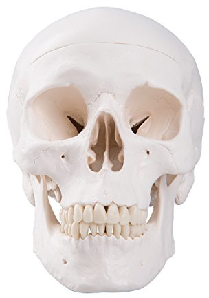 3B Scientific A20 Human Anatomy - Classic Human Skull Model with Magnetic Connections, 3 Part + free anatomy software - 3B Smart Anatomy