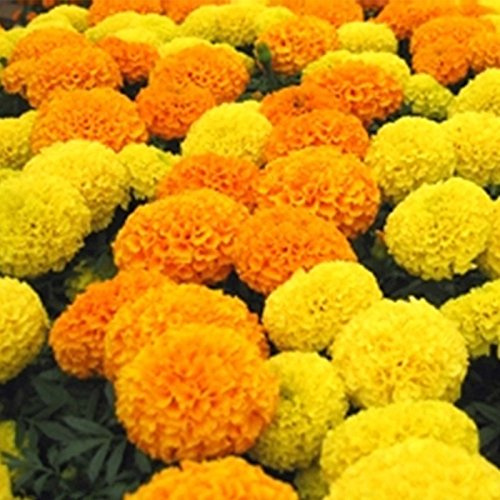 African Marigold Flower Garden Seeds - Discovery Series F1 - Mix - 100 Seeds - Annual Flower Gardening Seed - Tagetes erecta