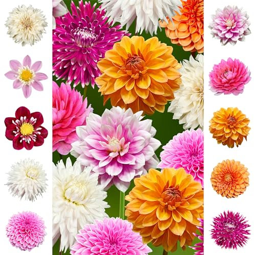 The Bulb Farmers - 14 x Dahlien Paket - 'Rainbow' - Collection - Blumenzwiebeln direkt vom Züchter - Sommerblüher - Optimale Zwiebelgröße für den Garten