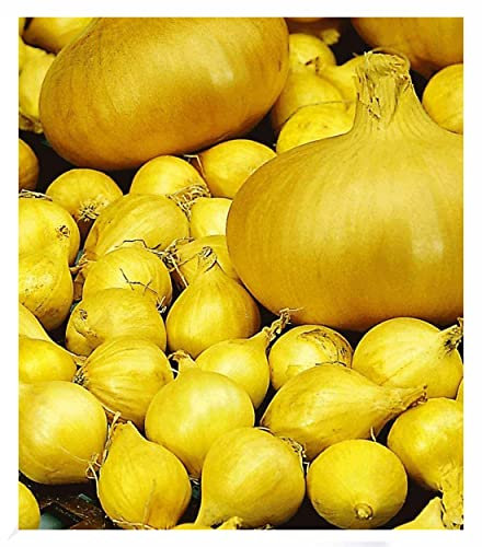 BALDUR Garten Baldur-Steckzwiebeln Echte Stuttgarter Riesen, 75 Stück, Pflanzzwiebel, Speisezwiebel, robust und ertragreich, sehr große flachrunde Zwiebeln