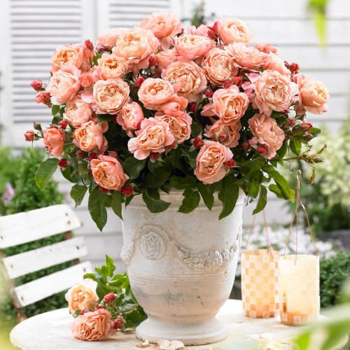 YouGarden Rose Marie Curie in 3L Pot Ready for Planting