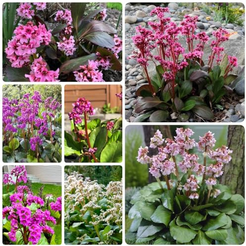 Semi di autunnali di Bergenia, d'appartamento Bergenia cordifolia - giardino di perenni resistenti Le da giardino sono 300pcs