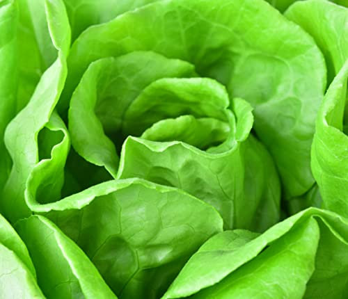 Kopfsalat Samen Sylvesta Salat Gemüse Saatgut Garten Hochbeet Lausfrei Salatsamen Ganzjährig ca 150 Korn AlexLand