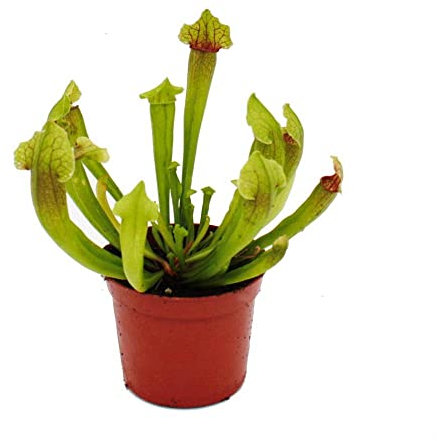 Exotenherz Schlauchpflanze - Sarracenia Fiona - Fleischfressende Pflanze - 9cm Topf