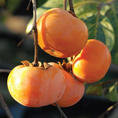 Fruits succulentes kaki graines de kaki arbres fruitiers Paquet de 100 graines