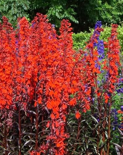Lincolnshire Pond Plants Ltd - Marginal Aquatic Pond Plant - (Lobelia Cardinalis 'Queen Victoria') - 9cm
