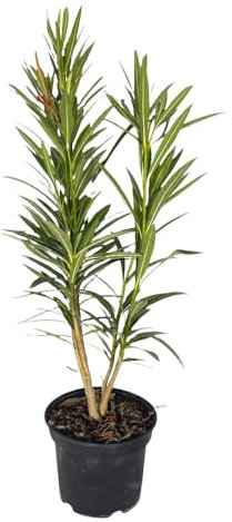 Pianta di OLEANDRO MIX per siepi e barriere COLORI MIX vaso18 h80cm FOTO REALE AMDGarden