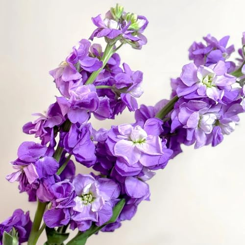 semi di violetta perenni ornamentali decorazione di scorta perenne resistente tappezzante resistenti all'esterno 150pcs