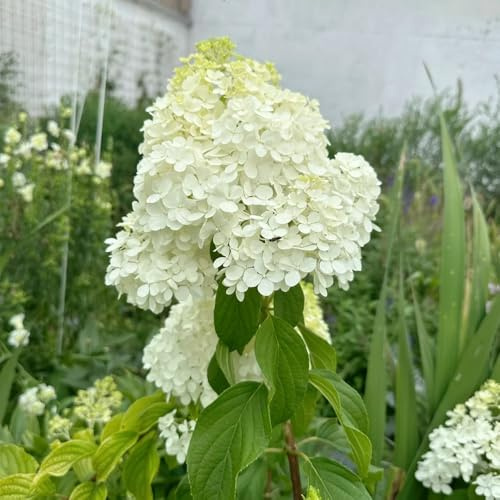 Semillas de hortensia (hortensia de panícula resistente), de jardín, decoración del alféizar de la ventana. Maceta bonsái, decoración de jardín para exterior. de semillas 500pcs