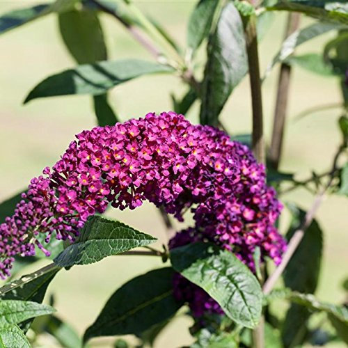 Sommerflieder, Buddleja davidii 'Royal Red' im Topf gewachsen 40-50cm