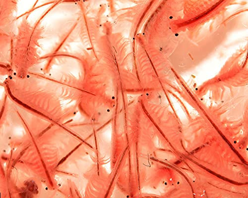 NatureHolic Lebendfutter: Artemia Premium für Fische, Garnelen, Krebse & Schnecken - 90 ml