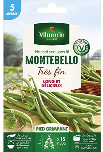 Haricot Grimpant Vert Montebello - 5 m