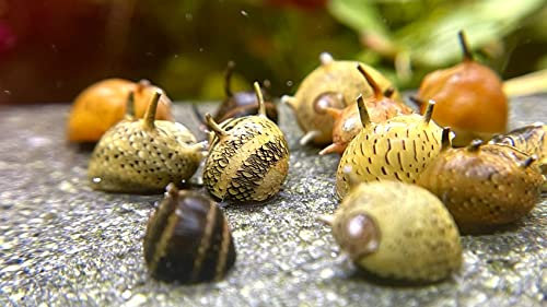 WaterPlants Geweihschnecke - Clithon, Aquarium Schnecke, Algen Vernichter, Bunte Geweih Schnecke