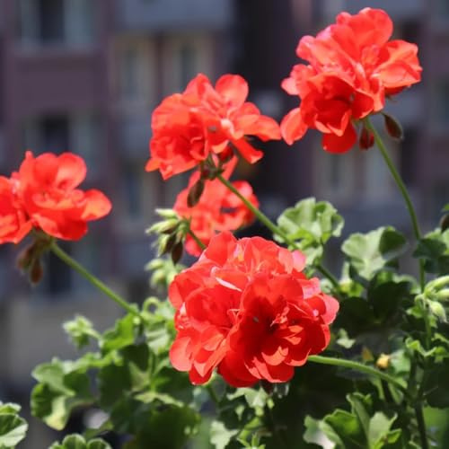 semillas de geranio de balcón, decoración de sala de estar geranios pelargonios colgantes de jardín de rocas resistentes de cortadas 250pcs