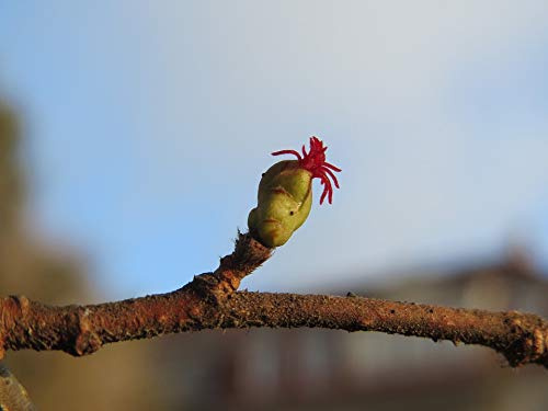 Home Comforts Blossom Macro Common Hazel Bud Corylus Avellana-20 Inch By 30 Inch Laminated Poster With Bright Colors And Vivid Imagery-Fits Perfectly In Many Attractive Frames