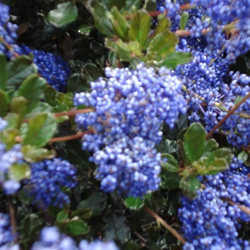 Ceanothus Blue Sapphire Californian Lilac Hardy Shrub Evergreen Low Maintenance Bees Blue Flowers 1x 3 Litre Potted Plant Supplied by Thompson and Morgan