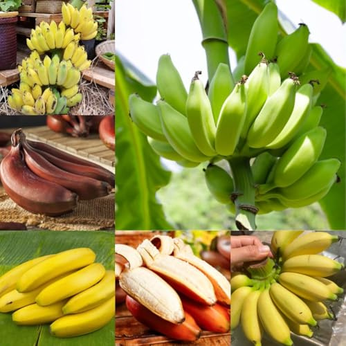 Bananenbaum - seltene obstgarten frisches obstsamen säulenobst winterhart outdoor balkongewächshäuser bananenpflanze 85Samen