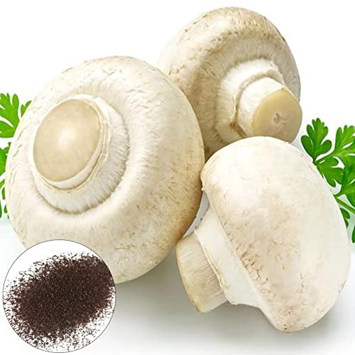 Samen, 300 Stück/Beutel, Pilzsamen, essbar, einfach zu kultivieren, produktiv, hervorragend produzierende Pflanzensamen zum Pflanzen, zieht Bienen an – weiß