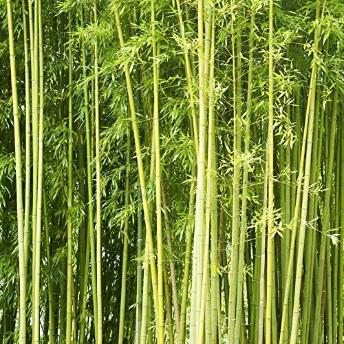 bambus pflanze samen bambussamen,pflanzenkübel pflanzendeko seed steingartenpflanzen winterhart zimmerpflanzen wenig lichtbedarf winterharte stauden mehrjährig baum exotische pflanzen 50 Stück