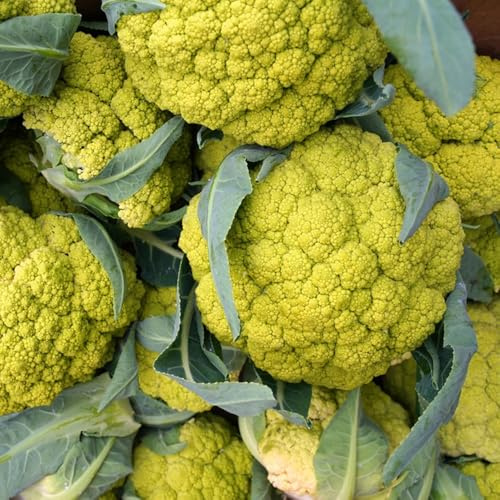 coliflor orgánica Comprar de hortalizas de invierno semillas coliflor balcón invernadero variedades raras vegetales antiguos en macetas resistentes semillas 350semillas