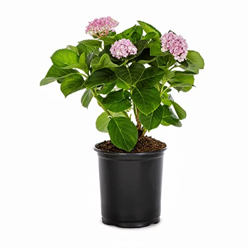 Hortensia Rosa Natural Planta de Interior o Exterior