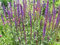 Portal Cool Las Semillas del Paquete: Salvia nemerosa 'Caradonna' - P Libre/P Cuando Usted Compra más de 3 Los Productos