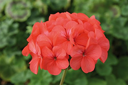 JustSeed - Flower - Geranium - Horizon F1 - Coral Spice - 10 Seeds