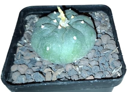 Lophophora williamsii Kaktus, 3,5cm