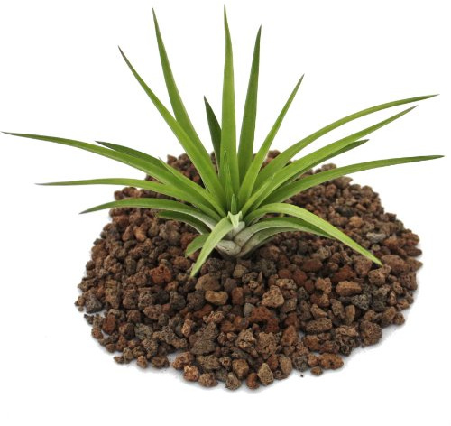 Exotenherz - Tillandsia brachycaulos abdida - lose Pflanze gross
