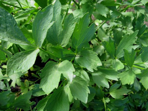 Staudenkulturen Wauschkuhn Levisticum officinale - Liebstöckel - Staude im 9cm Topf