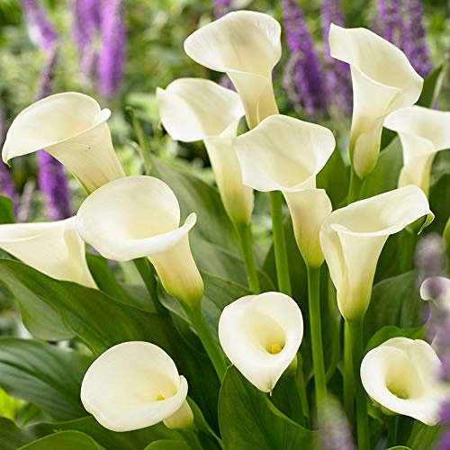 Intimate Queen Calla Lily Flower Bulbs - 3 Lilies Bulbs per Pack - Attracts Butterflies and Hummingbirds - Deer Resistant - Good as Cut Flowers - Grows Well in Containers - Perennializing