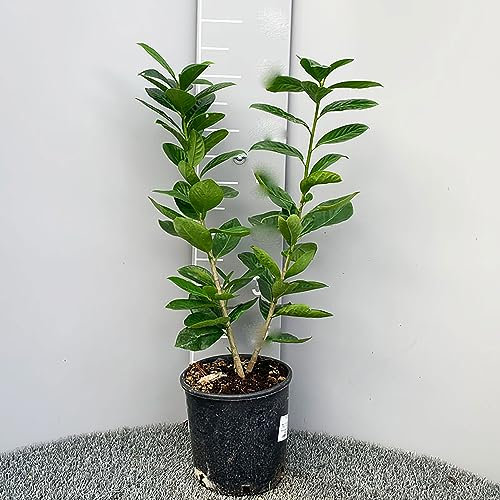 SAVINI VIVAI Lauroceraso Siepe Sempreverde - Pianta da Siepe in Vaso 18 cm - Altezza 60-70 cm - Crescita Veloce, Resistente, Schermatura Giardino