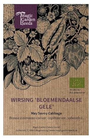 Wirsing/Butterkohl 'Bloemendaalse Gele' (Brassica oleracea convar. capitata var. sabauda L.) ca. 100 Bio-Samen historische Gemüsesorte