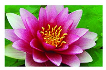 Lincolnshire Pond Plants Ltd - Rembrandt Water Lily - Live Water Plant Aquatic Pond Lake Marginal - Potted
