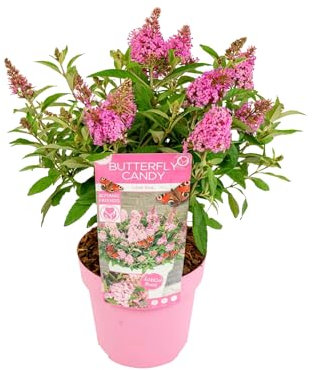 Bloomique – Buddleja Butterfly Little Pink – Arbre à papillons – Plantes de jardin – Rustique – 30-40 cm de haut – Pot 19 cm