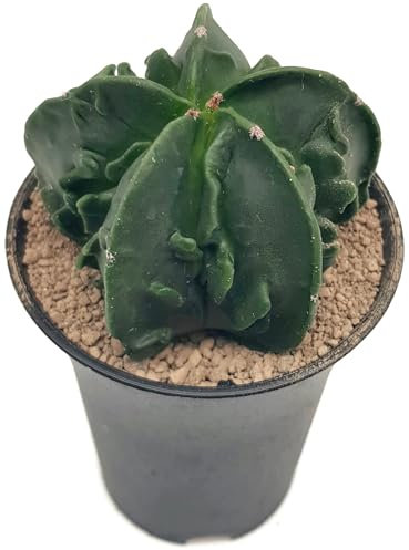 Fangblatt - Astrophytum myriostigma cv Fukuryu nudum - seltener Sternkaktus - pflegleichter Kaktus - exotische Zimmerpflanze