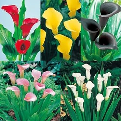 Calla Lily Bulbs,Garden Flowers,Calla Lily Bulbs for Planting Now UK,Plant Bulbs,Cut Flowers,Hardy Perennial,Wedding Flowers,Strong Plants That Grow Well-10bulbs-A