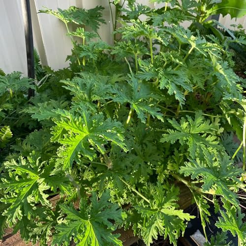 Geranio al limone - gerani profumati - giardino resistenti, giardino di selvatiche aromatico sul balcone, autunnali interno arbusti 200semi