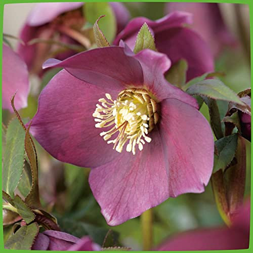 Rote Christrose/Lenzrose 'Red Lady' - Helleborus Orientalis - Die Lenzrose als Winterblüher für den Garten - Frühlings-Christrosen von Garten Schlüter - Pflanzen in Top Qualität