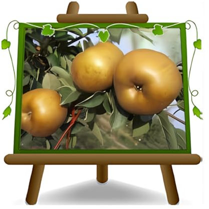 pommier Golden Rouille Plante fruitière vieux sur un pot de 20 - max 170 cm - 2 ans