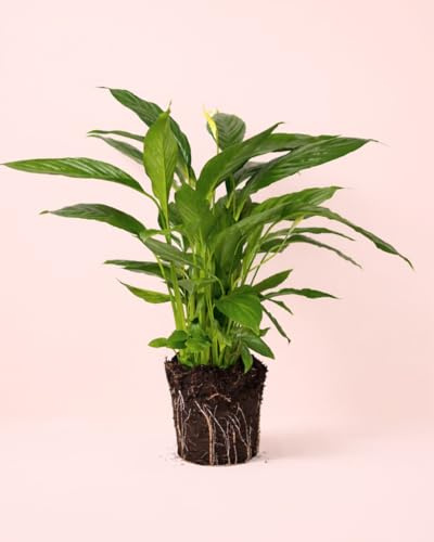 PUR PLANT Espatifilo | Lirio de la Paz Natural | Planta de Interior con Flores Blancas | Maceta de Ø17 cm