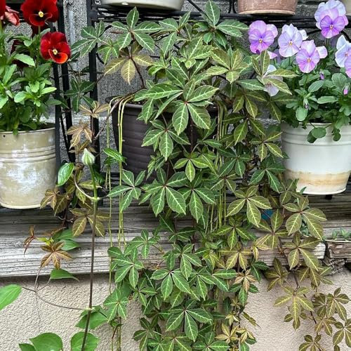 Wilder Wein Kletterpflanze Samen, balkonblumen kletterpflanzen Wilder Wein Pflanze, pflanzen für draußen winterhart kletterpflanzen winterhart mehrjährig steingartenpflanzen winterhart 100pcs