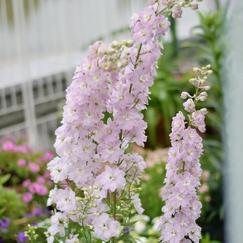 Semi di Delphinium - regali sostenibili Larkspur - resistenti per il giardino semi di campo regali da giardino per le donne 300pcs
