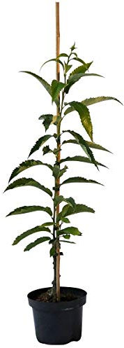 Esskastanienbaum Doré de Lyon veredelte Esskastanie geschmackvolle Marone ca. 60-100 cm 7,5 Liter Topf