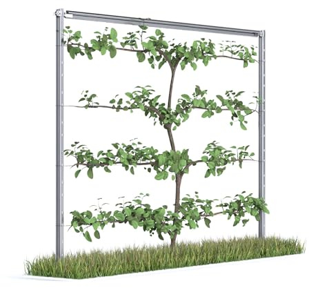 Kiwiri RANKI ™ - Rankhilfe für Kletterpflanzen - Spalier auf Plantagenstandard für Wein, Kiwi, Kiwibeeren, Rosen, Clematis, Spalierobst (1-Feld (2,5 Meter))