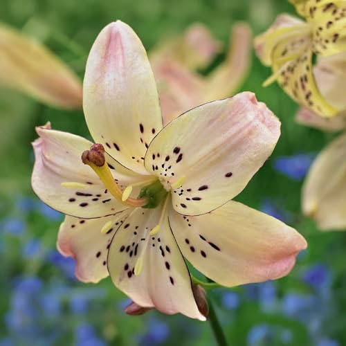 Bulbi di LILIUM (GIGLI) | Bulbi provenienti dai migliori produttori Olandesi | Esclusiva selezione e controllo qualità | Fioritura garantita. (1 Lilium Lancifolium Tigrinum PINK)